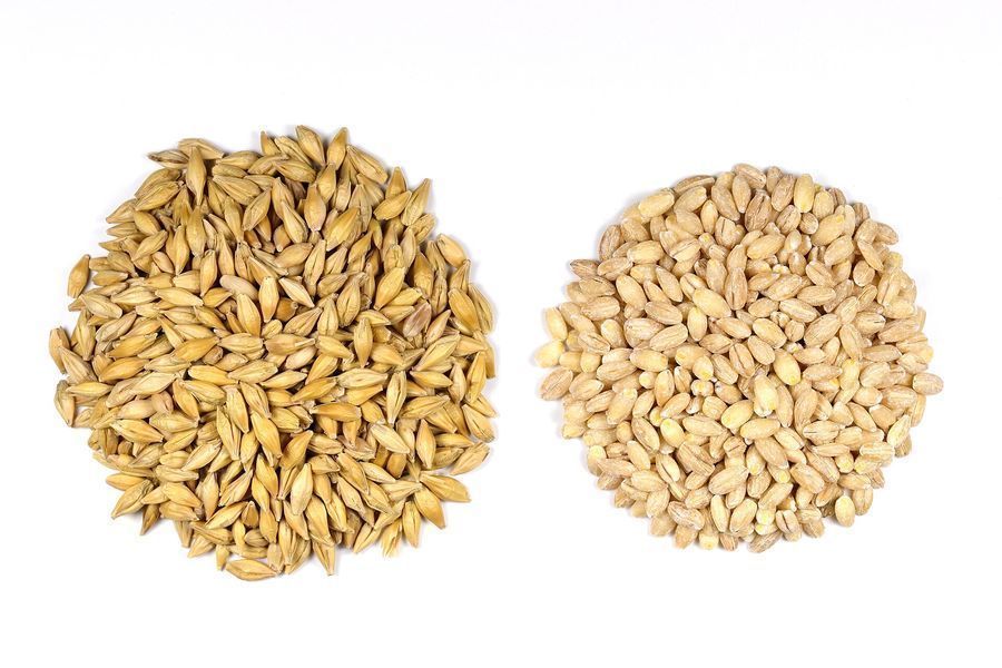barley-grain
