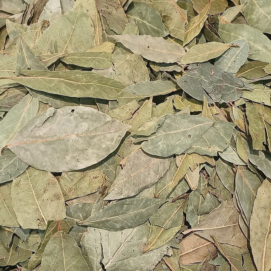 bay-leaf