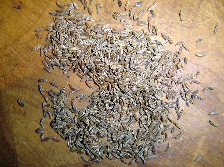 caraway