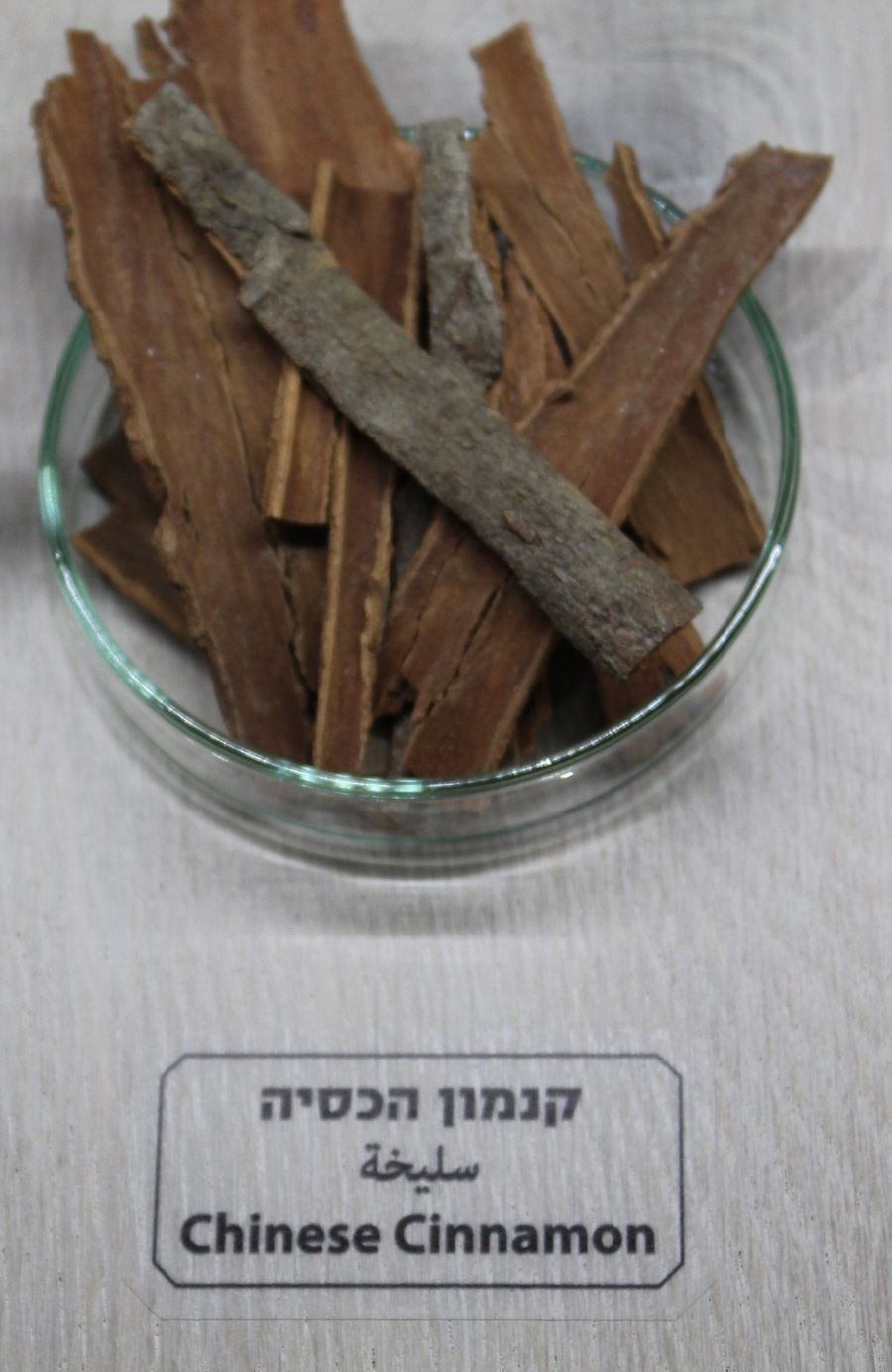 cassia