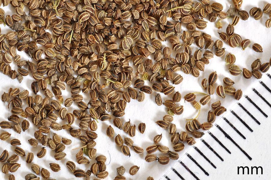 celery-seed