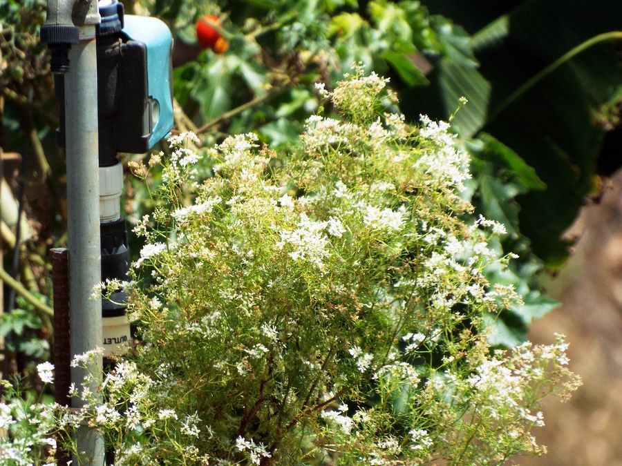 coriander-plant