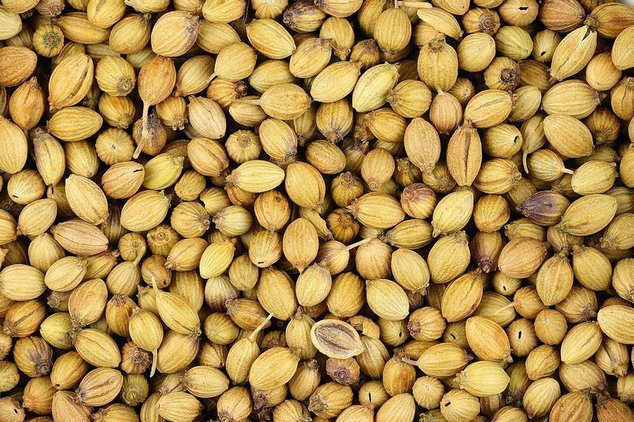 coriander-seed