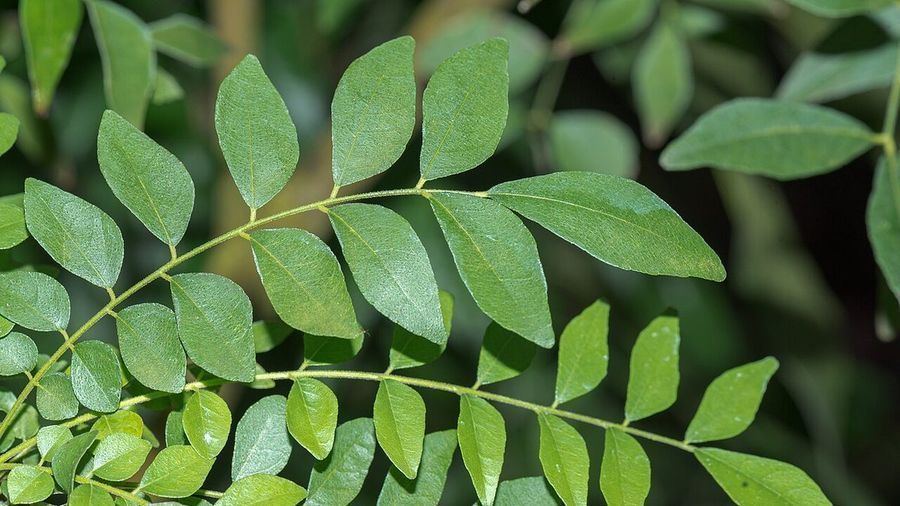 curry-leaf