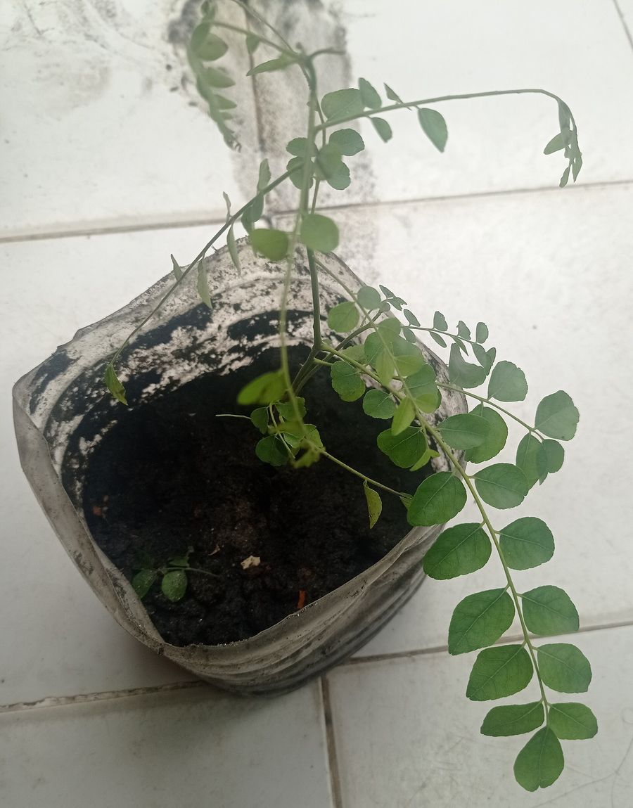 curry-tree