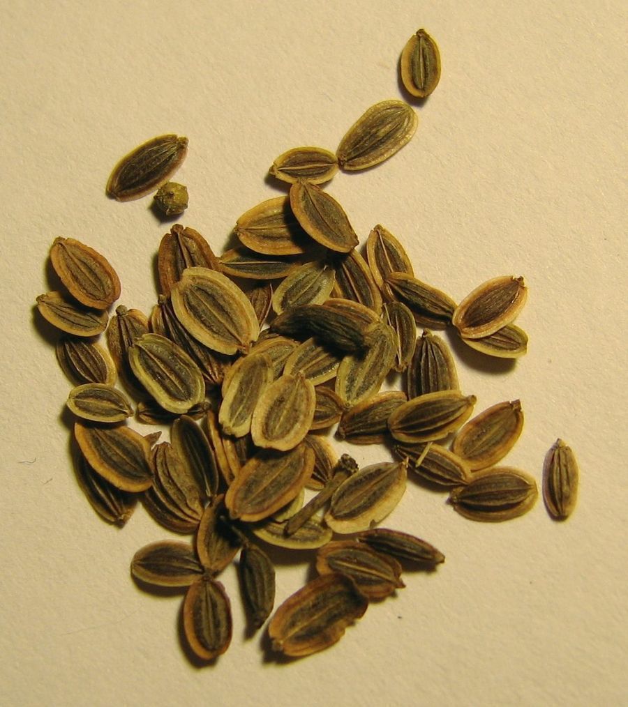 dill-seed