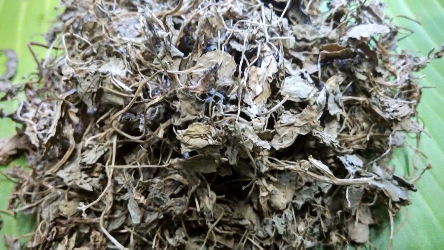 fenugreek-plant