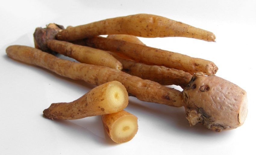 fingerroot