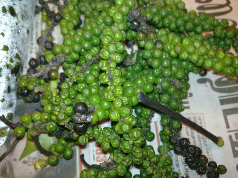 pepper-vine
