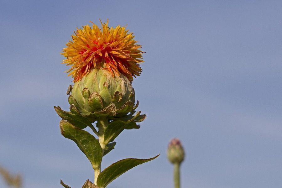 safflower