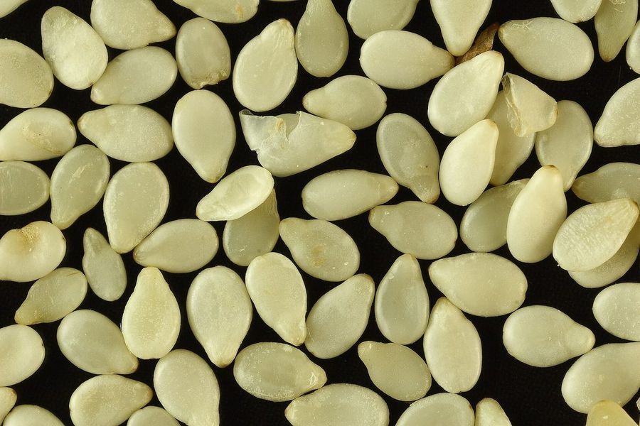 sesame