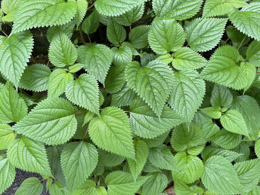 shiso