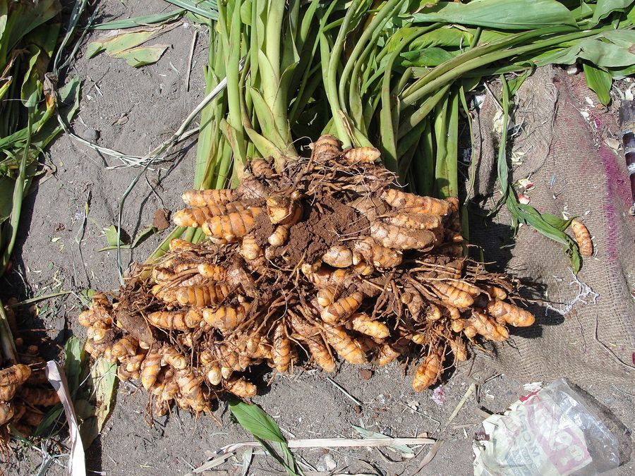 turmeric-rhizome