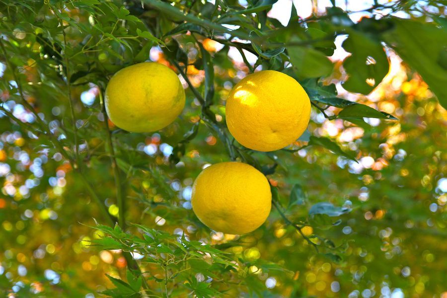 yuzu-fruit