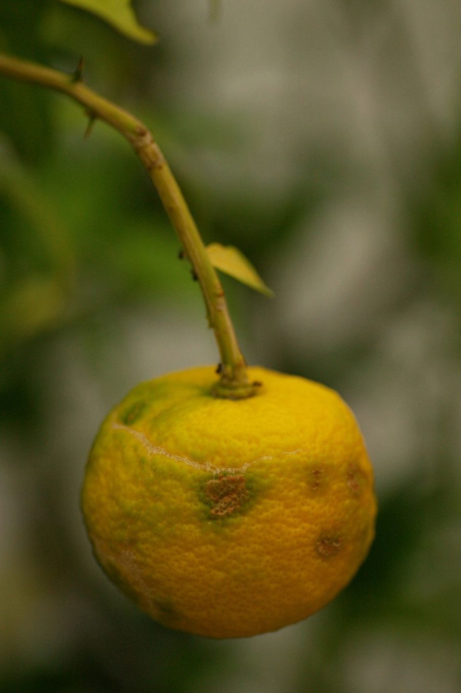 yuzu-peel